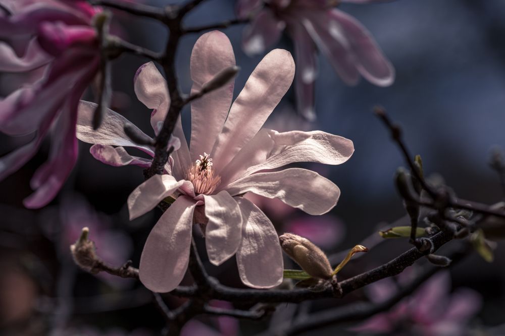 Magnolia Medallion Photography Art | Kim Clune Daydreams