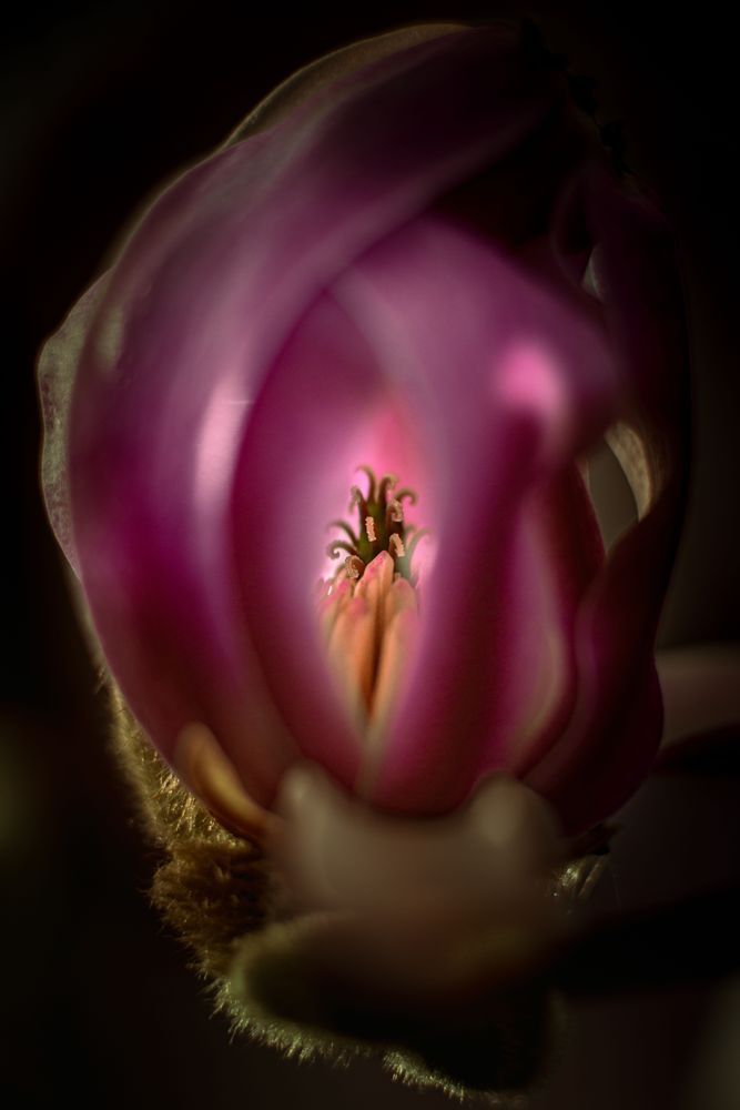 Magnolia Glow Photography Art | Kim Clune Daydreams