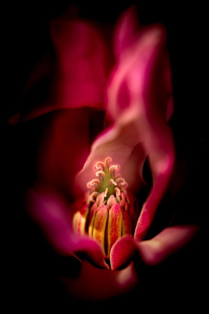 Magnolia Fire Photography Art | Kim Clune Daydreams