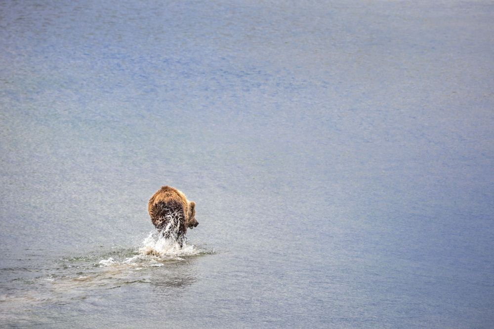 Spritely Splash, Coastal Brown Bear, Lake Clark, Ak Photography Art | Kim Clune Daydreams
