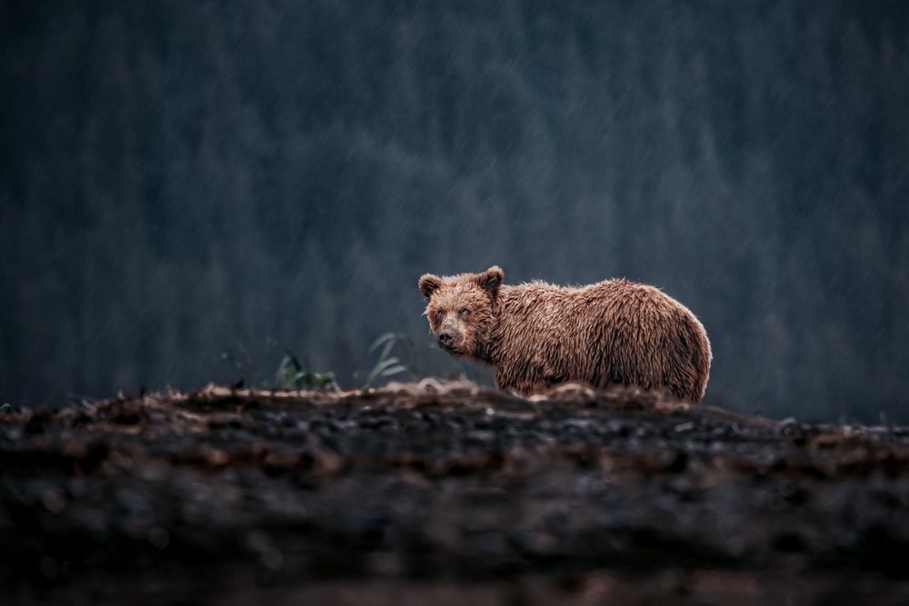 Suspicious Showers, Coastal Brown Bear, Lake Clark, Ak Photography Art | Kim Clune Daydreams