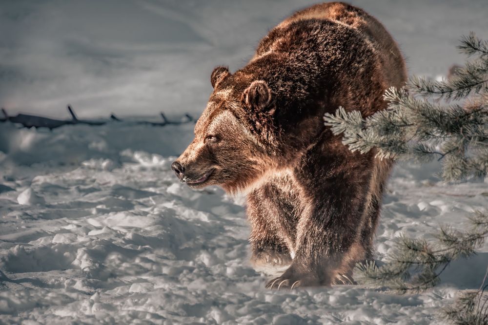 Dawn's Drifter, Grizzly Bear, West Yellowstone, Mt Photography Art | Kim Clune Daydreams