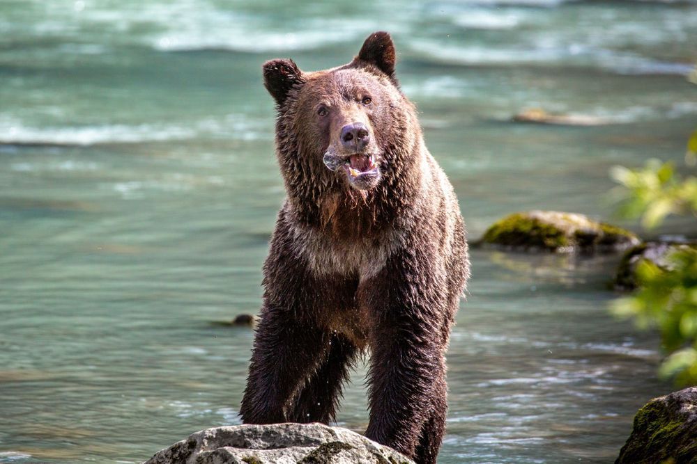 Indelicate, Coastal Brown Bear, Chilkoot River, Ak Photography Art | Kim Clune Daydreams
