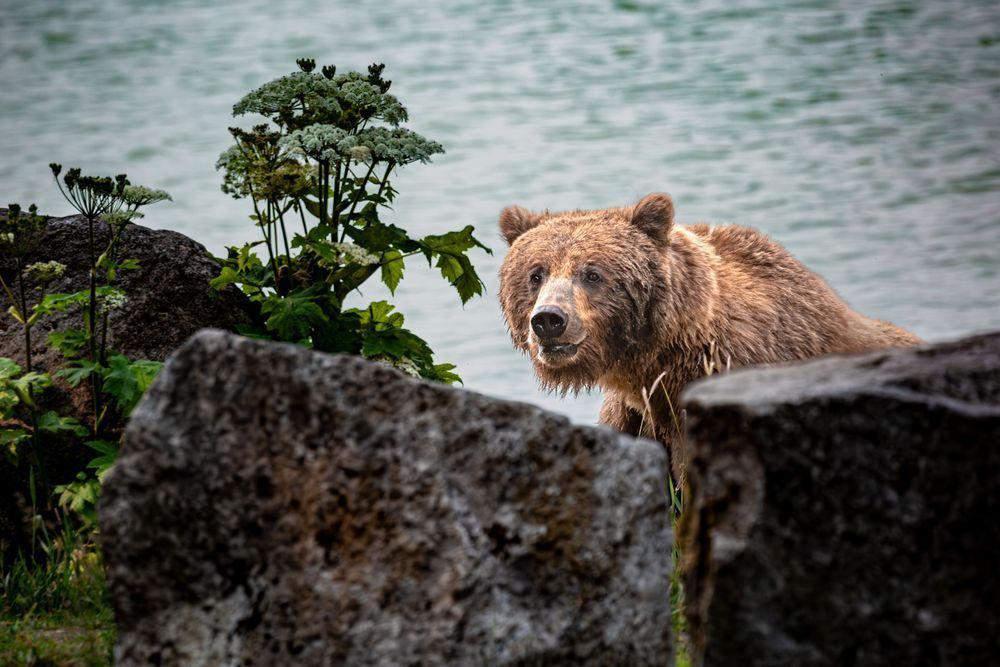 Parsnip Plunge, Coastal Brown Bear, Chilkoot, Ak Photography Art | Kim Clune Daydreams