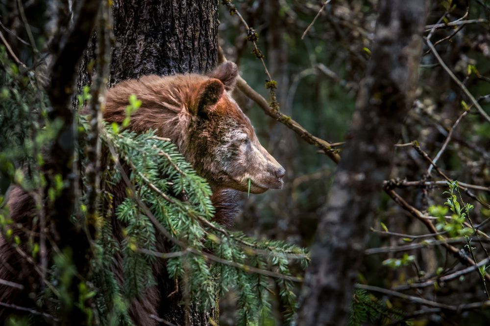 Bough Boy, Coastal Brown Bear, Mendenhall, Ak Photography Art | Kim Clune Daydreams