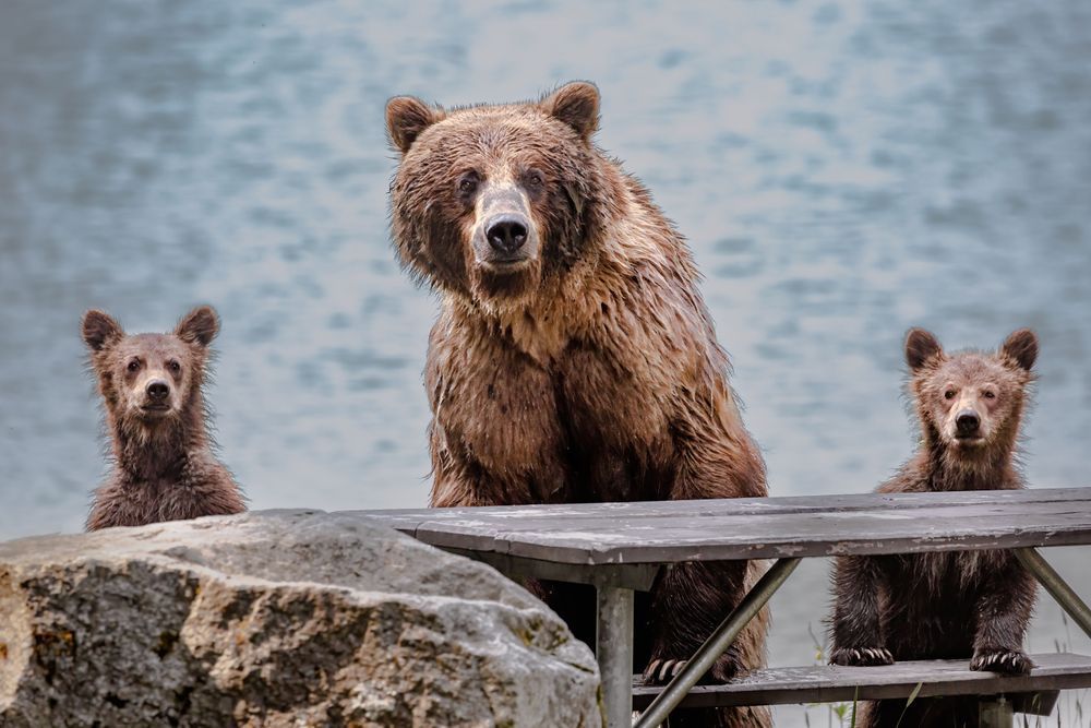 Check Please! Coastal Brown Bears, Chilkoot, Ak Photography Art | Kim Clune Daydreams