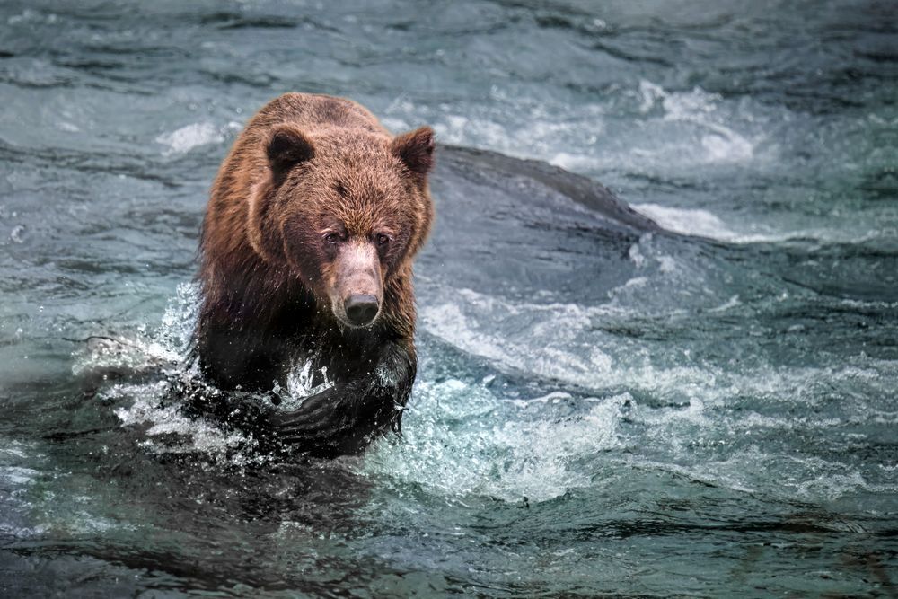 Water Warrior, Coastal Brown Bear, Chilkoot River, Ak Photography Art | Kim Clune Daydreams