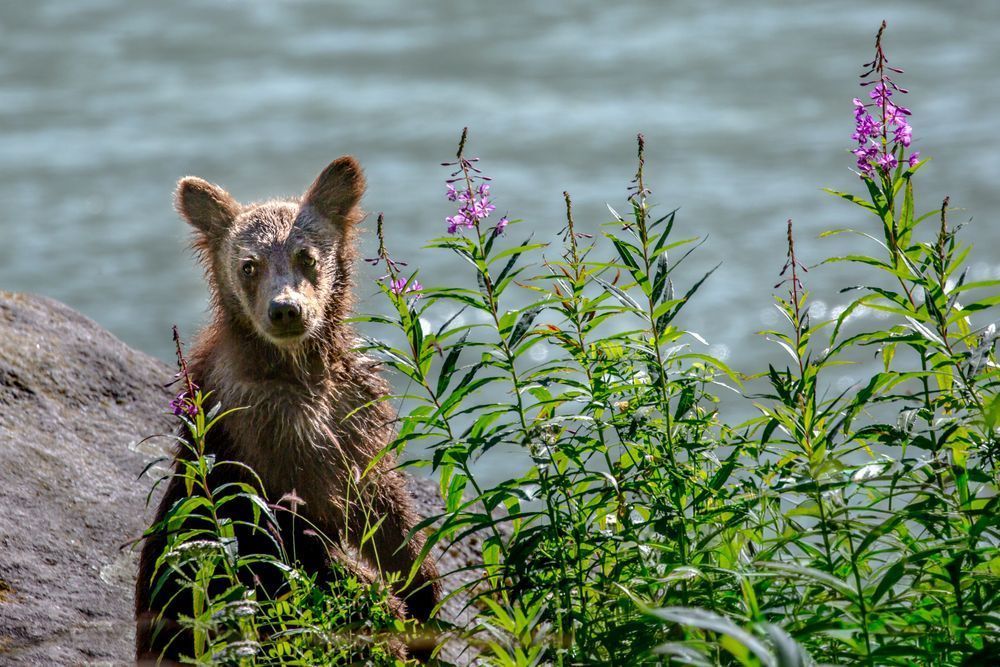Sprout, Coastal Brown Bear Cub, Chilkoot Lake, Ak Photography Art | Kim Clune Daydreams