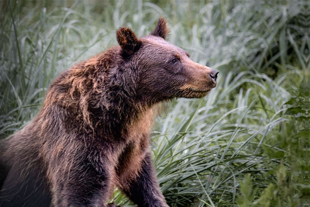 Strong Stance, Coastal Brown Bear, Lutak, Ak Photography Art | Kim Clune Daydreams