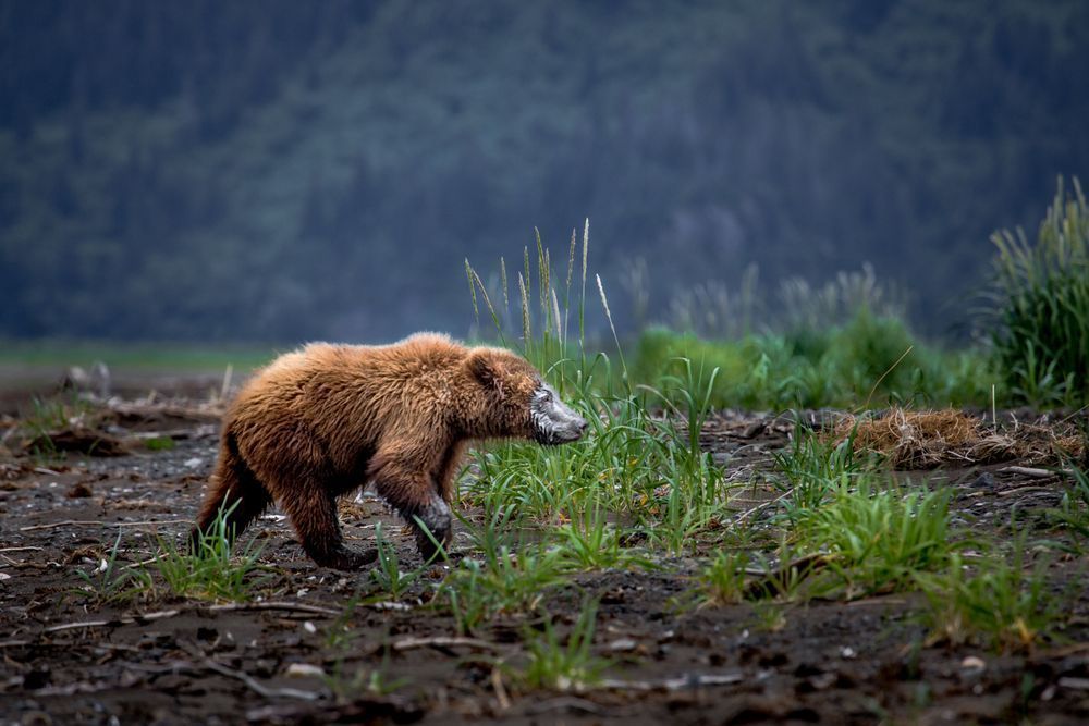 Clam Caked, Coastal Brown Bear Cub, Lake Clark, Ak Photography Art | Kim Clune Daydreams