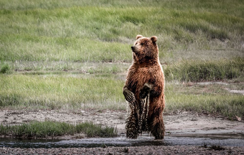 Feral Falls, Coastal Brown Bear, Lake Clark, Ak Photography Art | Kim Clune Daydreams