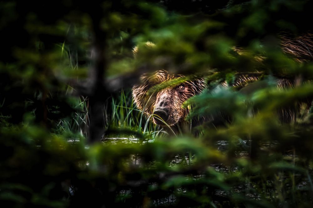 Lurking, Coastal Brown Bear, Lake Clark, Ak Photography Art | Kim Clune Daydreams