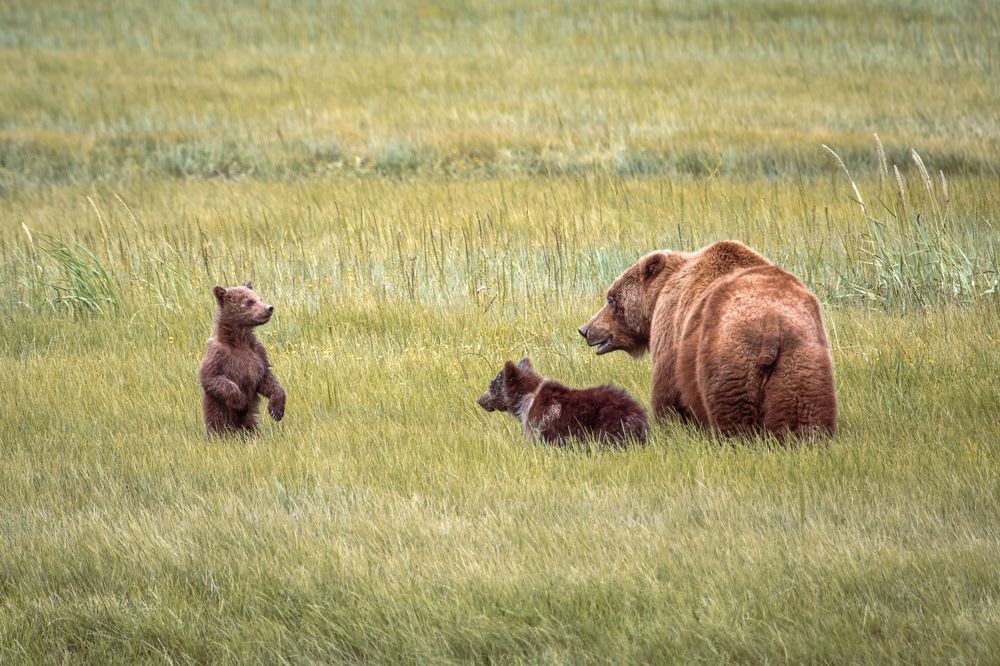 Little Lookout, Coast Brown Bear, Lake Clark, Ak Photography Art | Kim Clune Daydreams