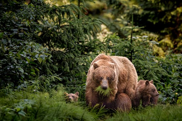 Chewing on Chaos, Coastal Brown Bears, Chilkoot, AK