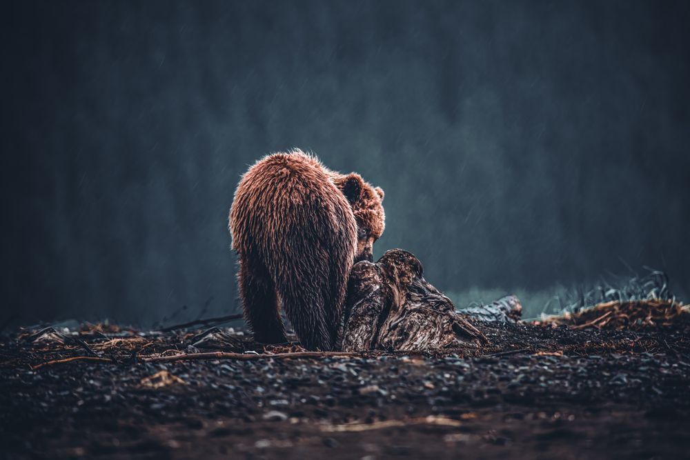Cheeky, Coastal Brown Bear, Lake Clark, Ak Photography Art | Kim Clune Daydreams