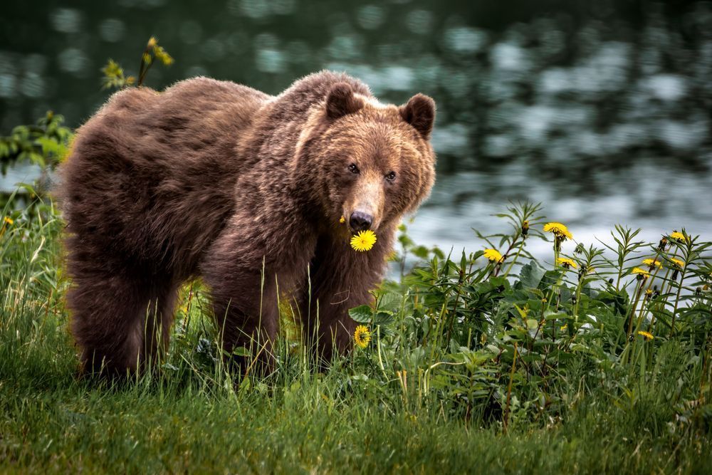 A Dandelion Day, Coastal Brown Bear, Lutak, Ak Photography Art | Kim Clune Daydreams