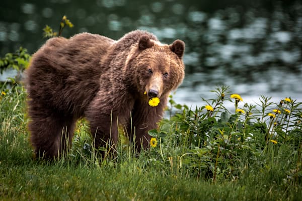 A Dandelion Day, Coastal Brown Bear, Lutak, AK