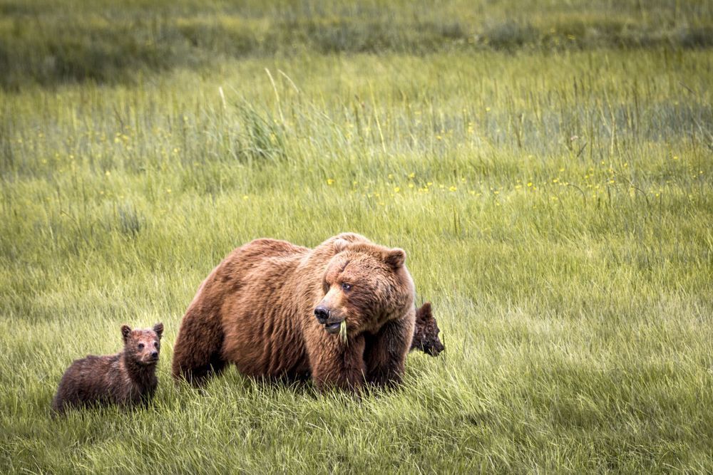 Meadow Mama, Coastal Brown Bears, Lake Clark, Ak Photography Art | Kim Clune Daydreams