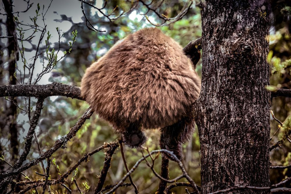 Bear Butt, Coastal Brown Bear, Juneau, Ak Photography Art | Kim Clune Daydreams