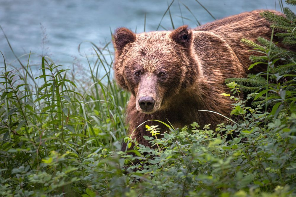 Gentle Lurker, Coastal Brown Bear, Haines, Ak Photography Art | Kim Clune Daydreams