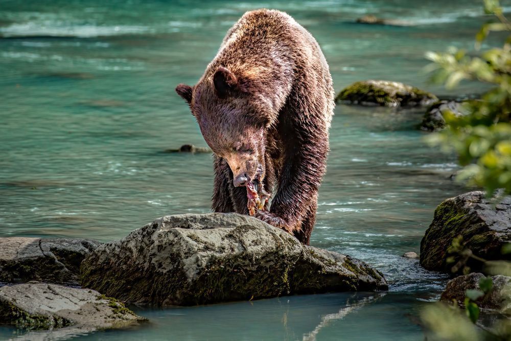 Pinned & Pulled, Coastal Brown Bear, Chilkoot, Ak Photography Art | Kim Clune Daydreams