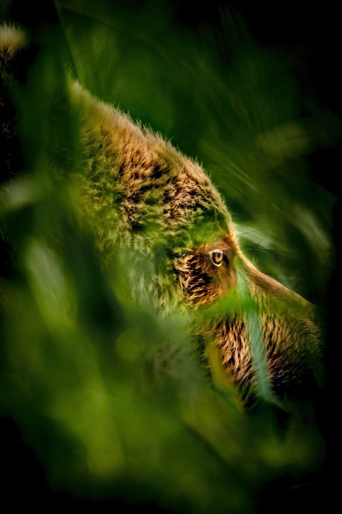 Sedge Veil, Coastal Brown Bear, Lake Clark, Ak Photography Art | Kim Clune Daydreams