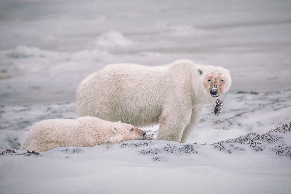 Kim Clune Photography: Polar Bear Snacks and Naps