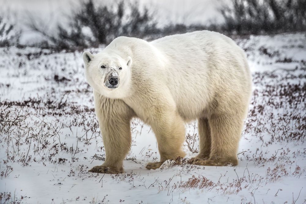 With Sugar On Top Photography Art | Kim Clune Daydreams