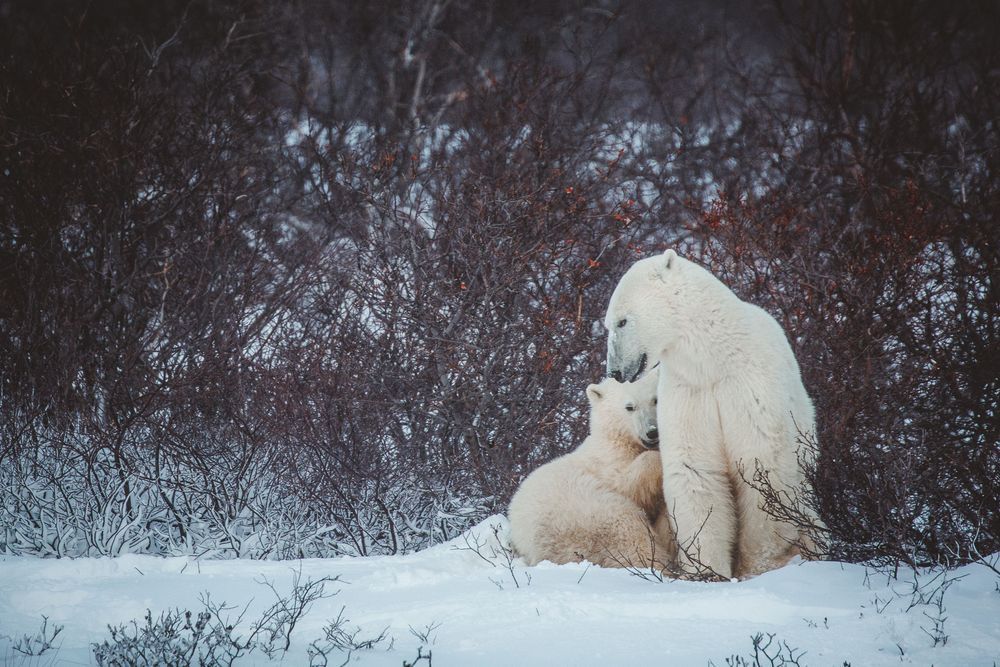 Mother Love Photography Art | Kim Clune Daydreams
