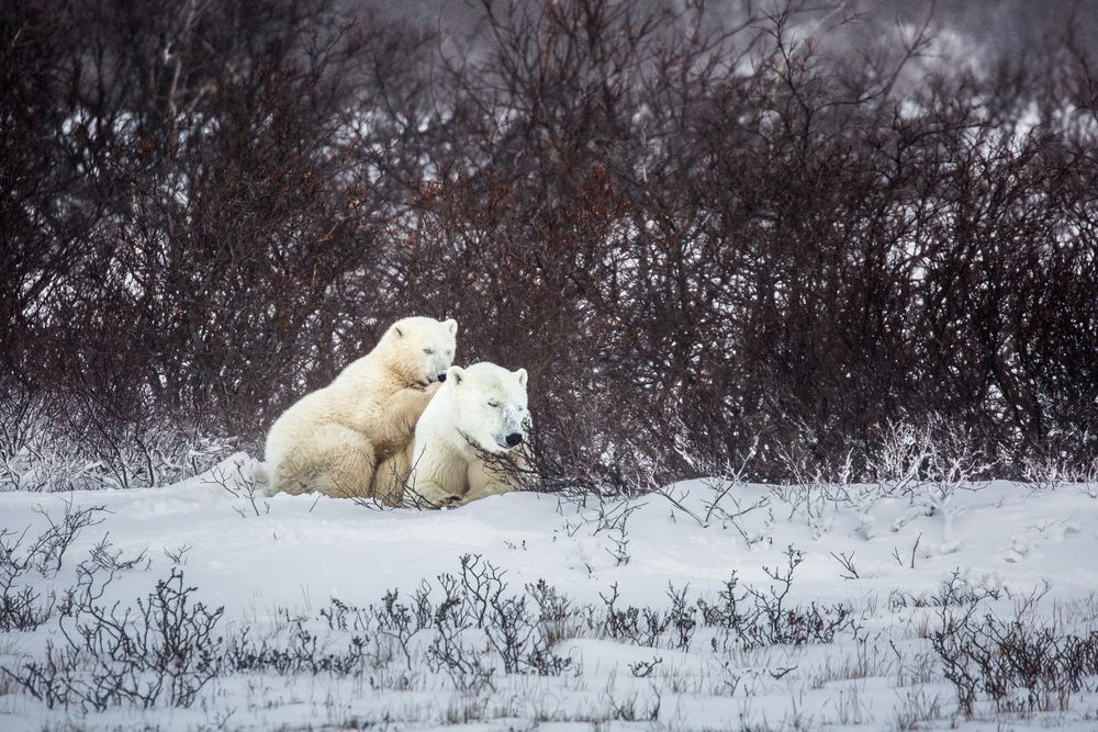 Snuggle Bears Photography Art | Kim Clune Daydreams
