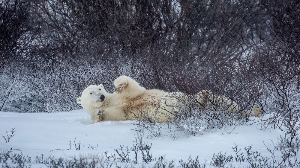Mornin'! Photography Art | Kim Clune Daydreams