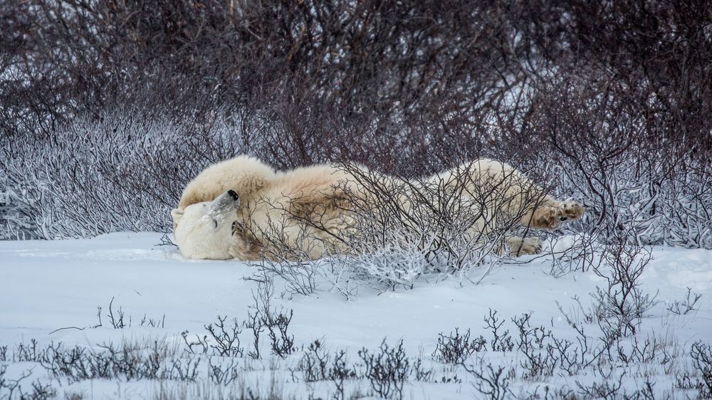 Sleeping In Photography Art | Kim Clune Daydreams
