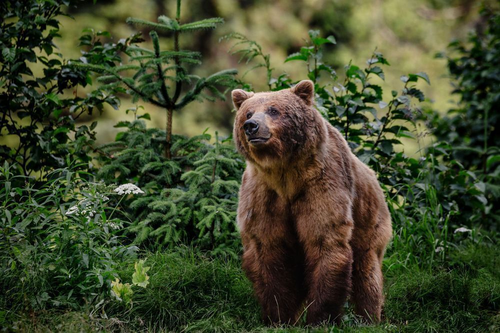 Griz Bliss, Brown Bear, Alaska