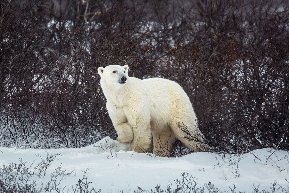 Alert Photography Art | Kim Clune Daydreams