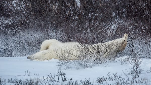 Polar Stretch