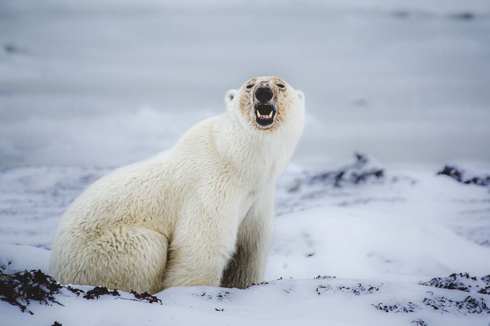 Cheese! Photography Art | Kim Clune Daydreams