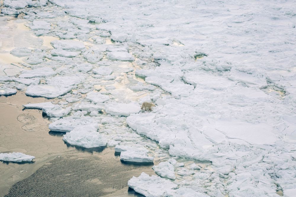 Seal Hunt Photography Art | Kim Clune Daydreams