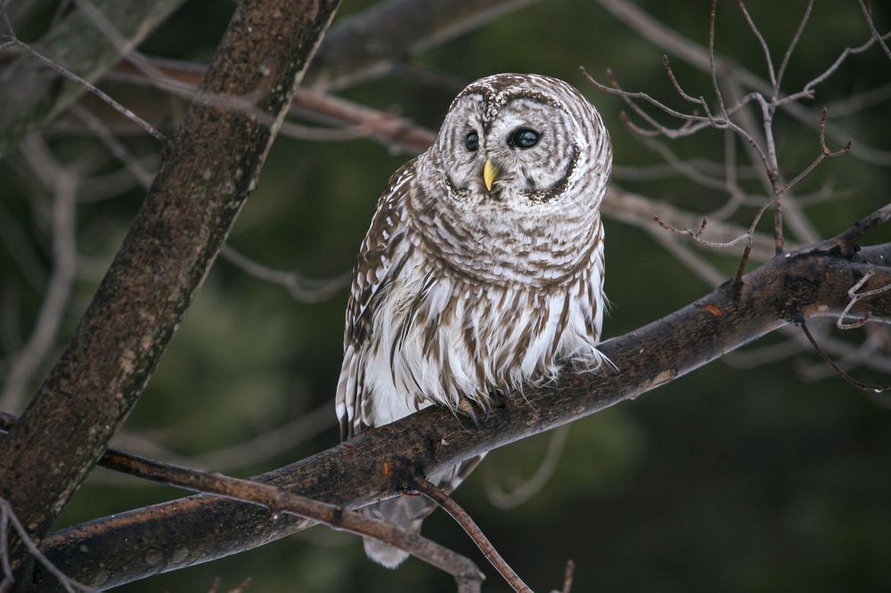 Eye Spy, Barred Owl Photography