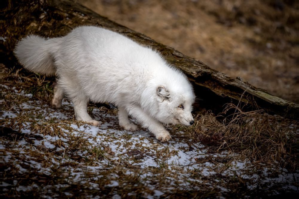 Arctic Fox Art, White Whisper, Canada
