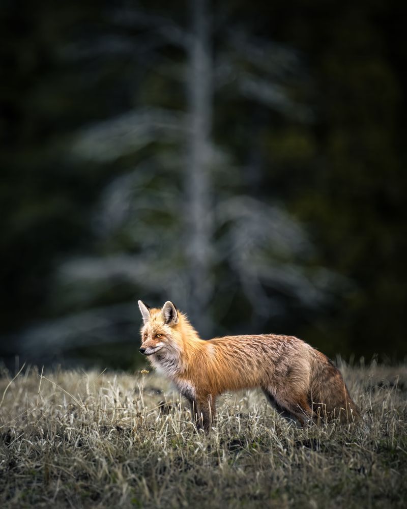 Red Fox Art, Barronette Beauty, Yellowstone