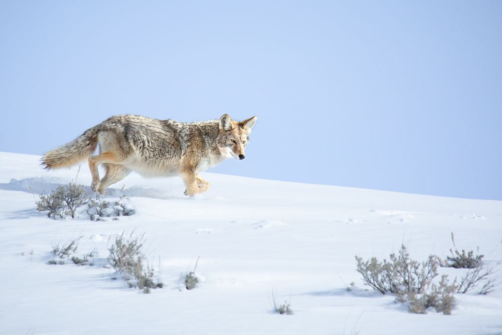 Coyote Art, Wildly Expectant, Yellowstone