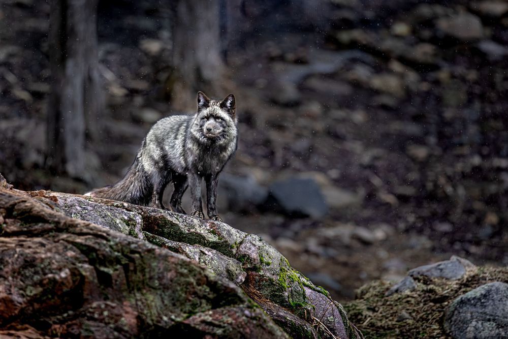 Silver Fox Art, Poised, by Kim Clune