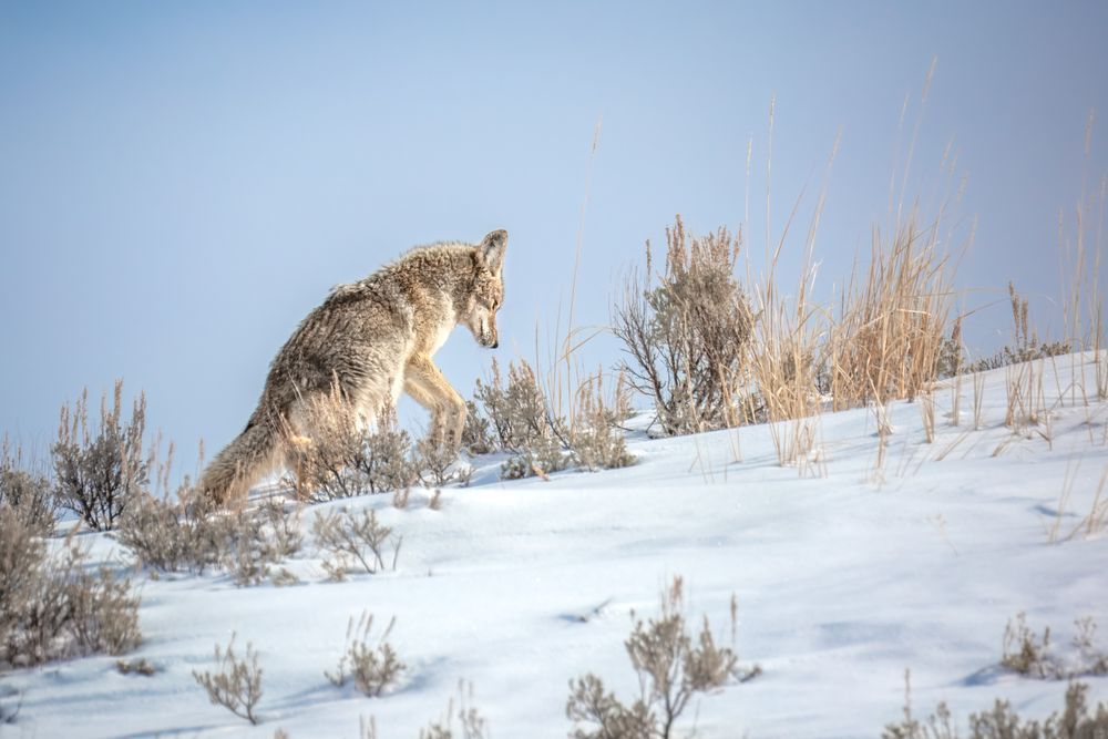 Coyote Art, Survival Strike, by Kim Clune