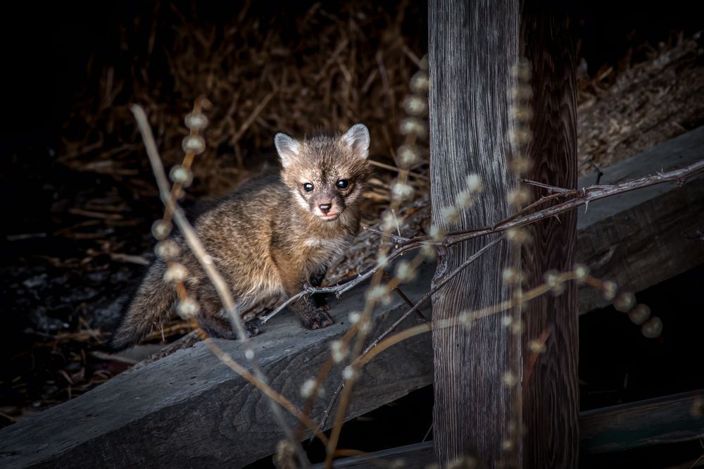 Red Fox Kit Art, Sheltered, by Kim Clune