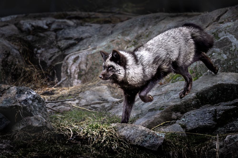 Silver Fox Art, Fox Trot, by Kim Clune