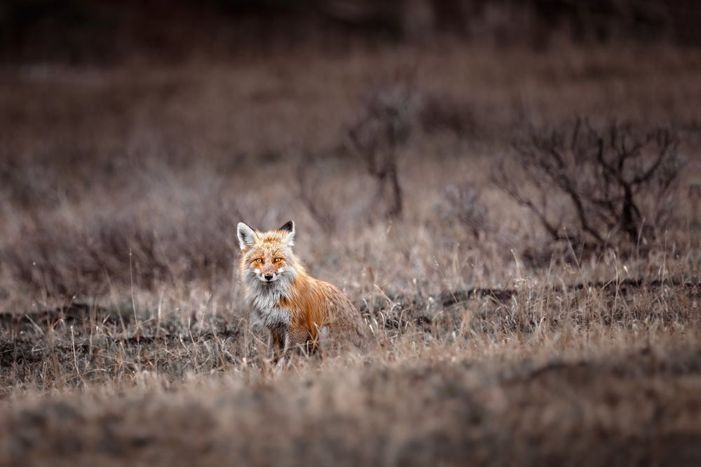 Fox Art, Listening Intently, by Kim Clune