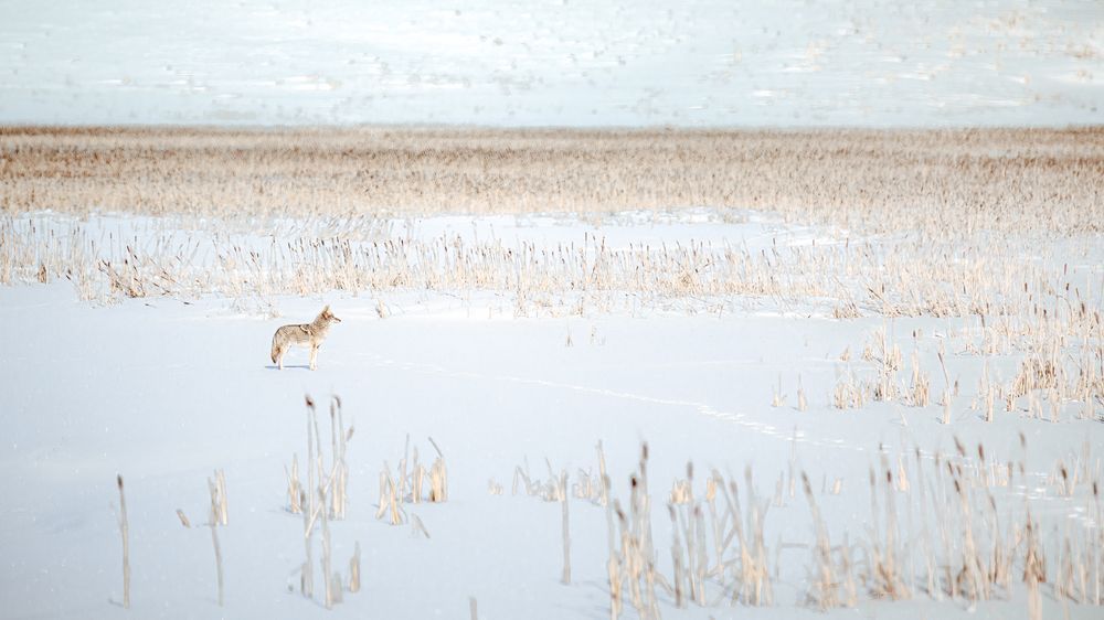 Stalker in the Stalks, Coyote, Yellowstone