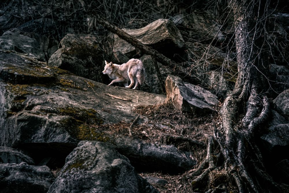 Coyote Art, Boulder Ballet, by Kim Clune