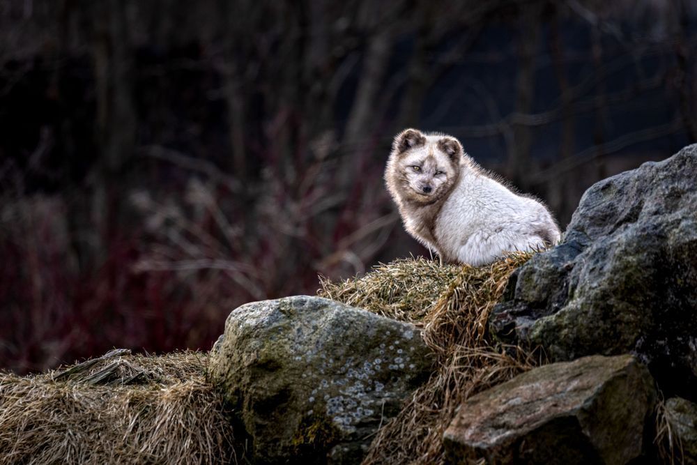Arctic Fox Art, Watchful, by Kim Clune