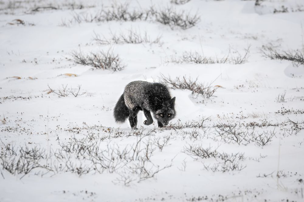Silver Fox Art, Scent Stalker, by Kim Clune